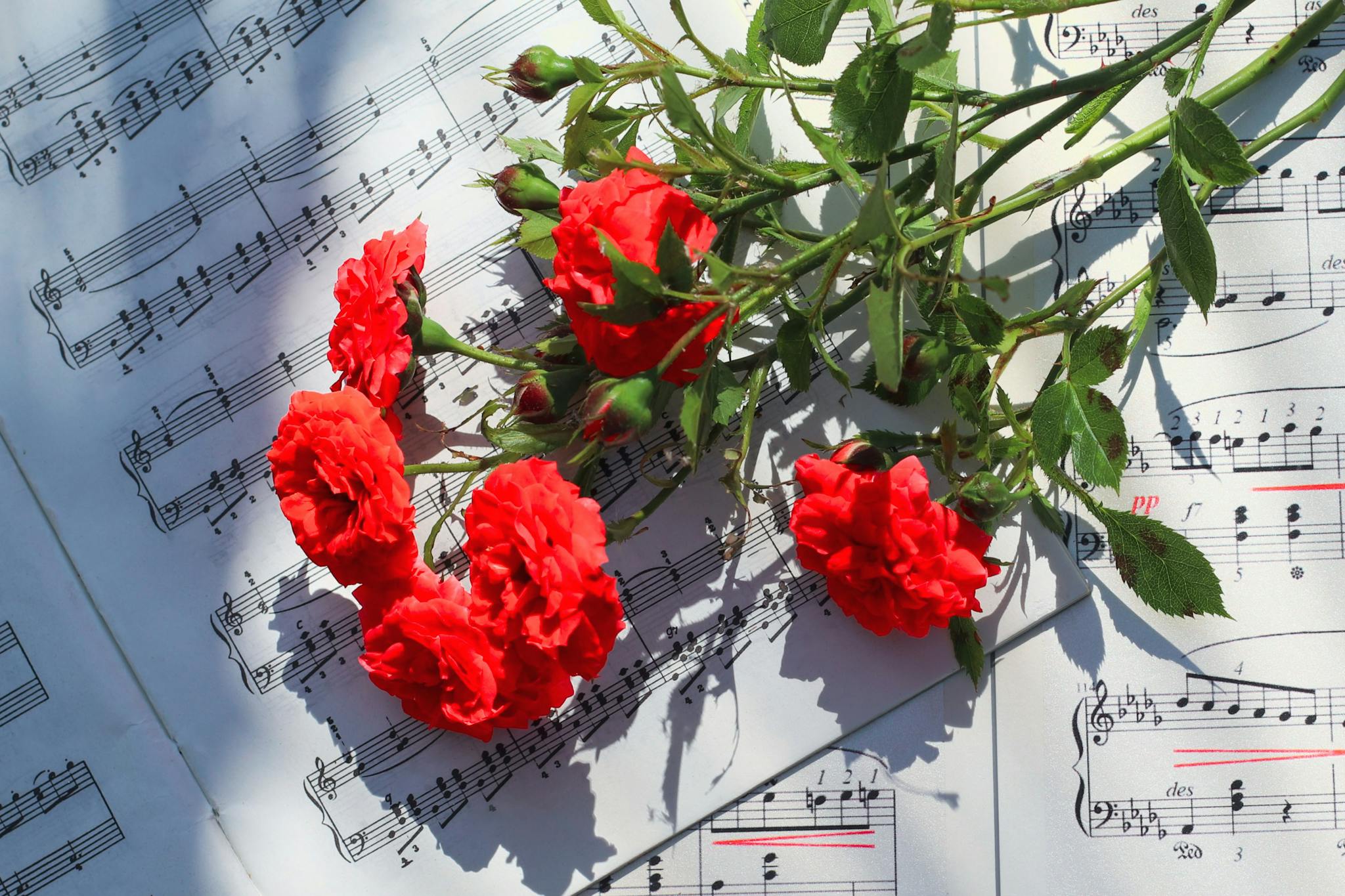 aesthetic red roses laid over sheet music